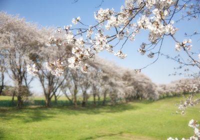 Panorama Conso Mars 2019