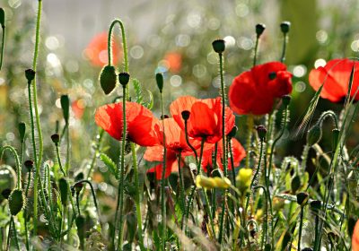 Panorama conso Juin 2019