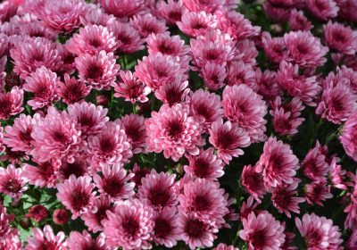 Panorama conso novembre 2019