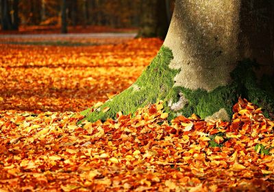 Panorama conso décembre 2019