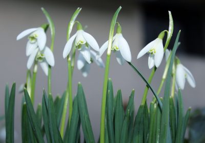 Panorama conso février 2020