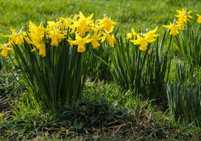 Panorama conso mars 2020