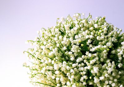 Panorama conso Mai 2020  Spécial COVID