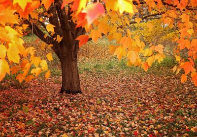 Panorama conso Novembre 2020