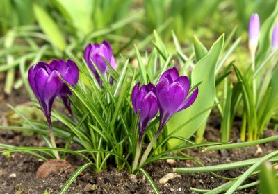 Panorama conso mars 2021