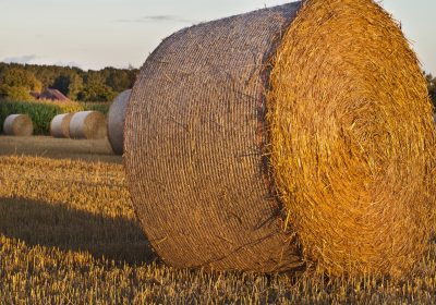 Panorama conso août