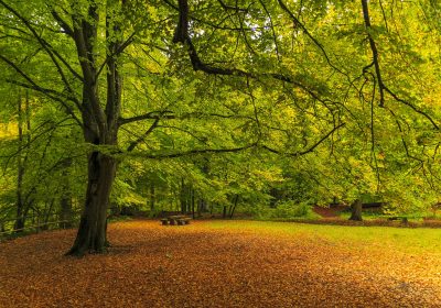 Panorama conso octobre 2021