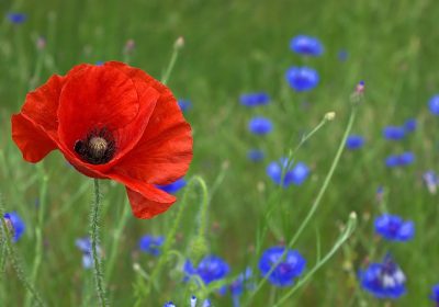 Panorama Conso juin 2022