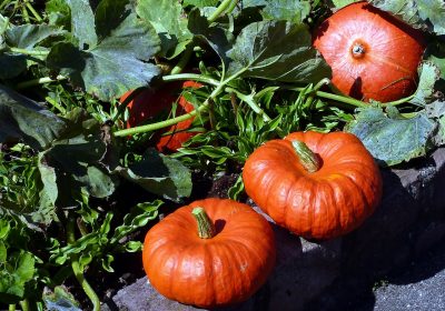 Panorama Conso Novembre 2022