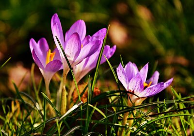 Panorama Conso Février 2023