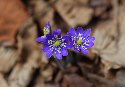 Panorama Conso mars 2023