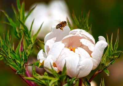 Panorama Conso Mai 2023