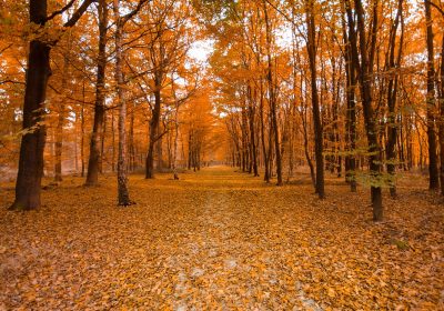 Panorama Octobre 2023