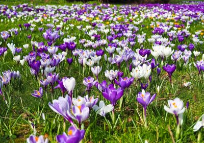 Panorama Conso Mars 2024