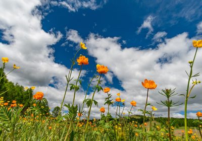 Panorama conso juin 2024