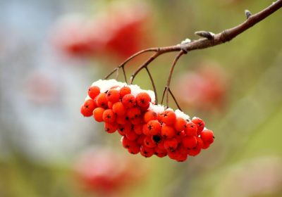 Panorama conso janvier 2025