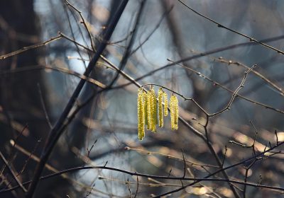 Panorama conso février 2025