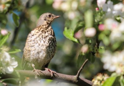 Panorama conso mai 2025