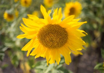 Panorama conso aout 2025