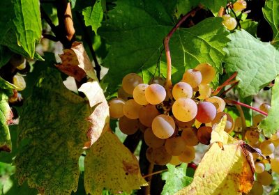 Panorama conso septembre 2025