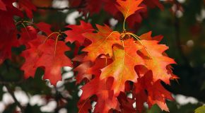 Panorama conso octobre 2025