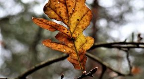 Panorama conso novembre 2025