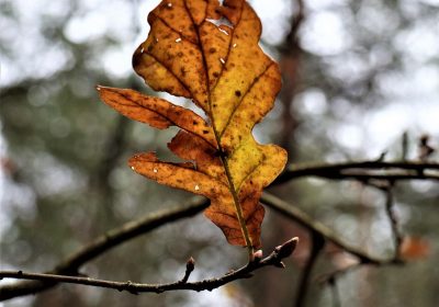 Panorama conso novembre 2025