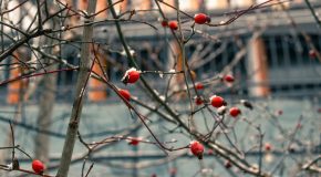 Panorama conso janvier 2026