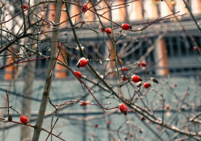 Panorama conso janvier 2026