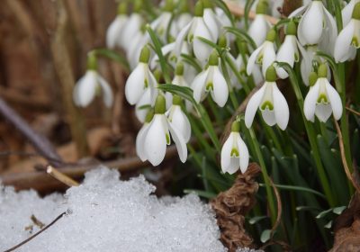 Panorama conso février 2026