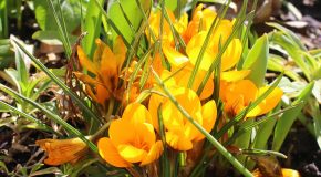 Panorama conso mars 2026