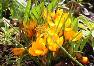 Panorama conso mars 2026