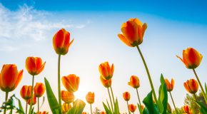 Panorama conso avril 2026